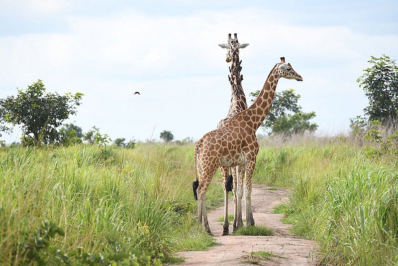Kordofan-Giraffen im Garamba Nationalpark